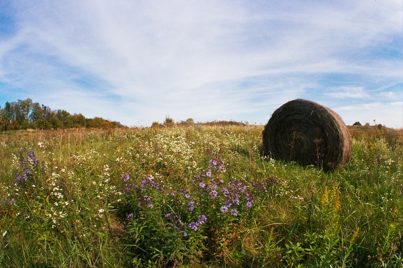 BG_12-Field Flowers.jpg